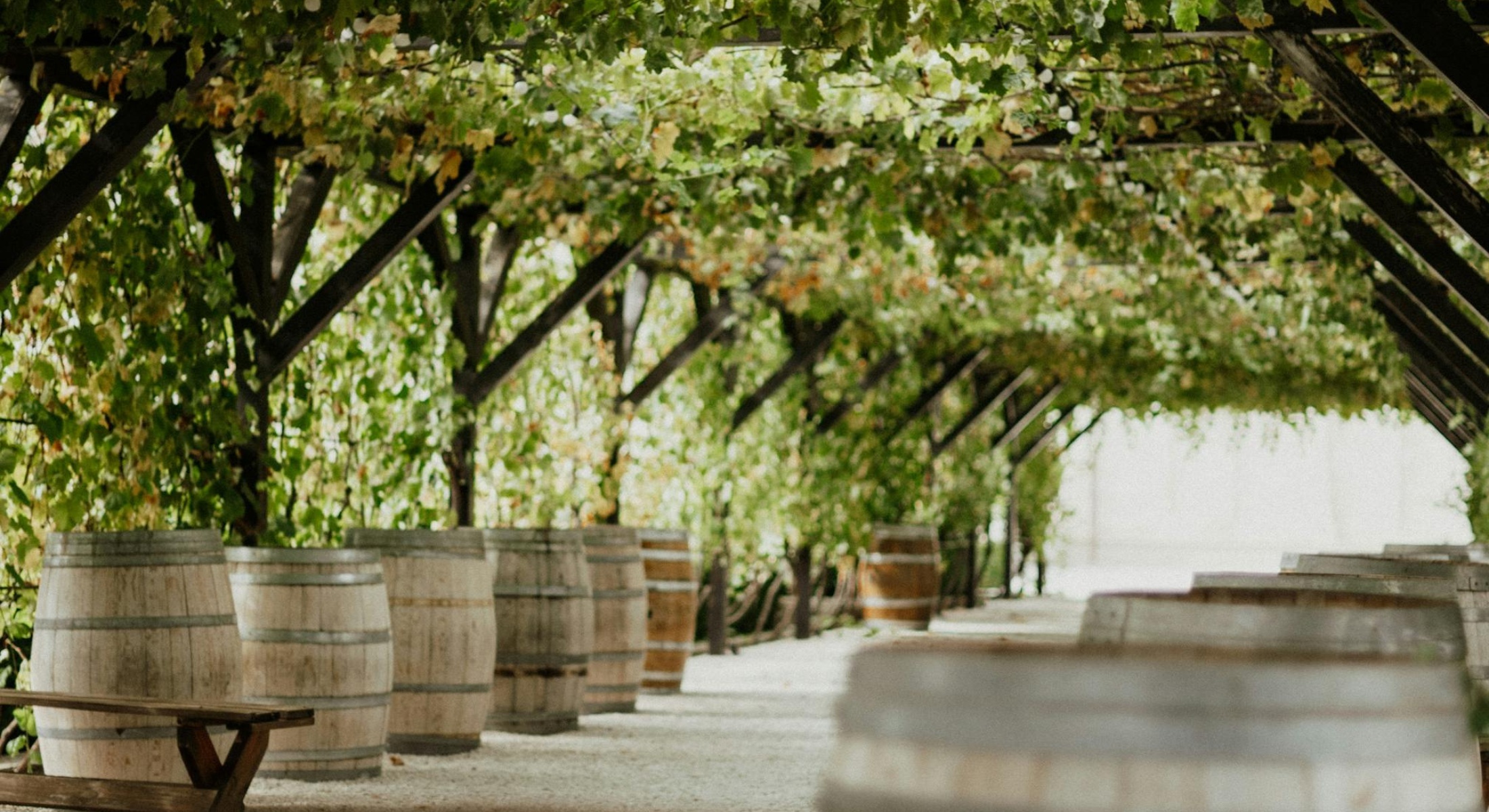 Porticato con filari di vite e botti di legno in cantina